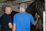 Ветеринары проверили здоровье орловских рысаков в селе под Саратовом 